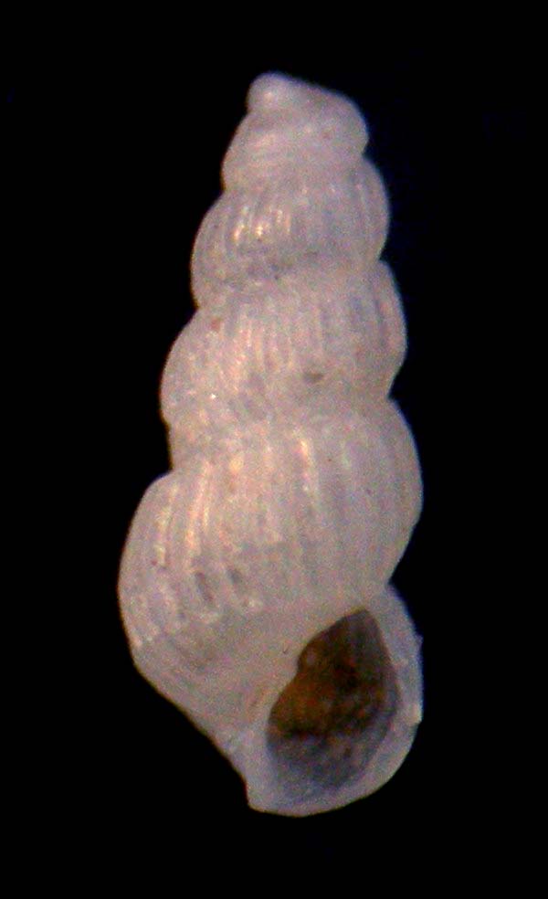 chrysallida scilla